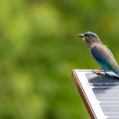 Here’s How Community Solar Protects the Environment